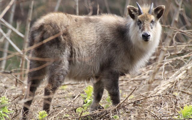 Japanese Serow reference