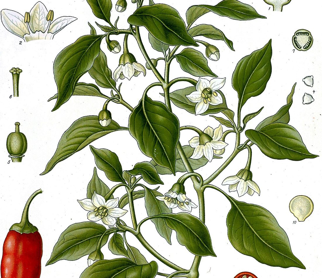 Capsicum annuum reference