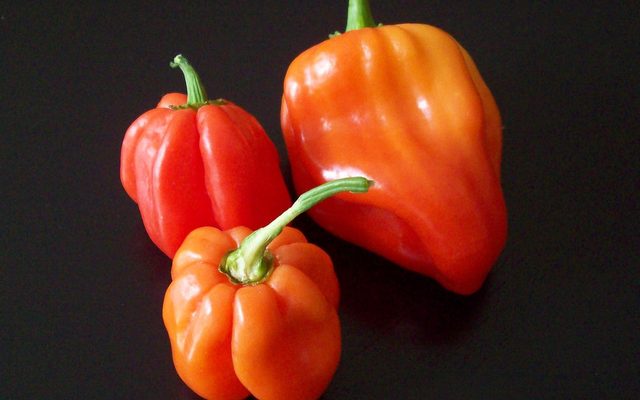 Habanero Pepper reference