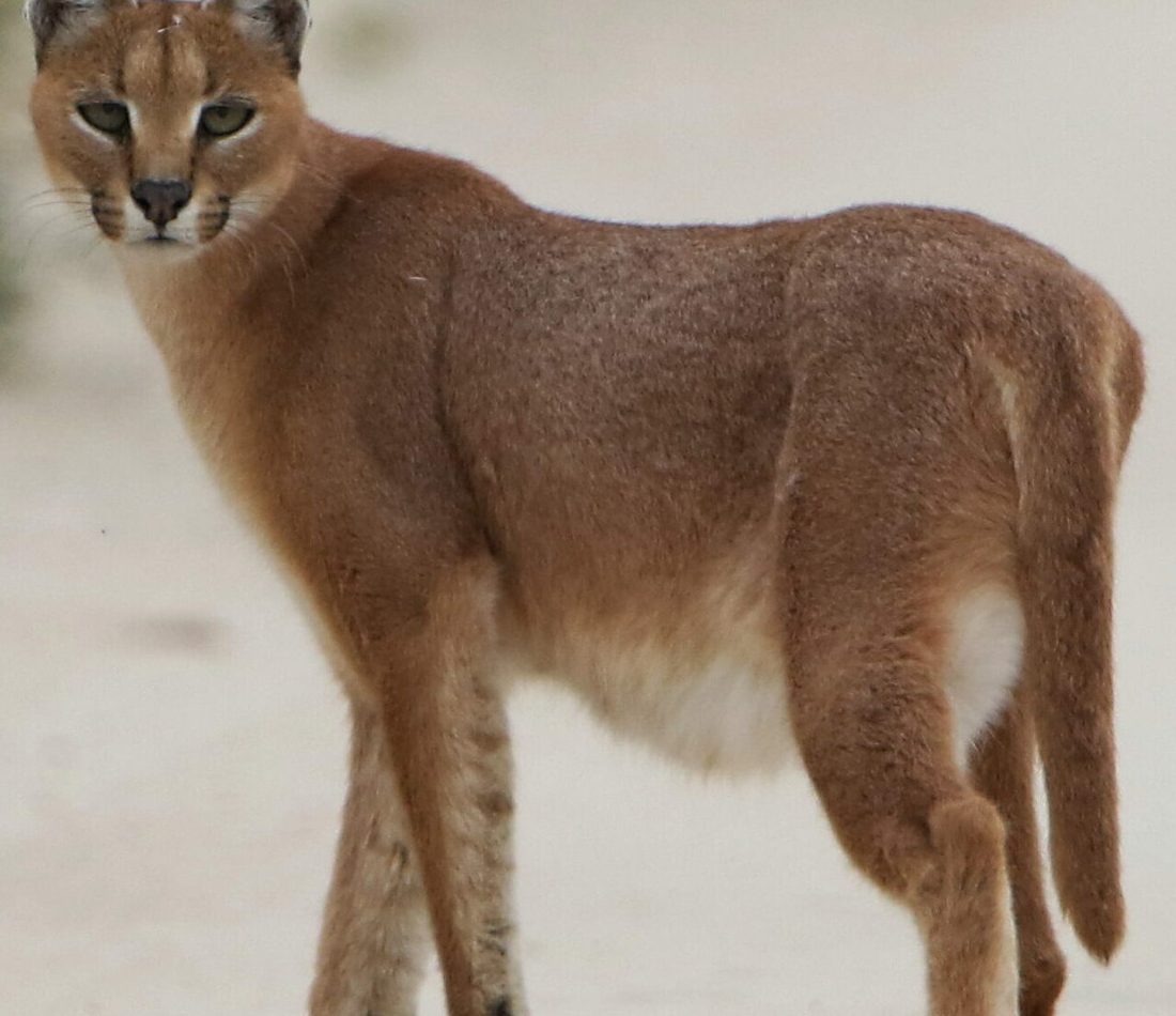 Persian Caracal reference