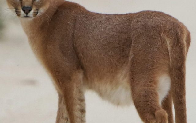 Caracal reference