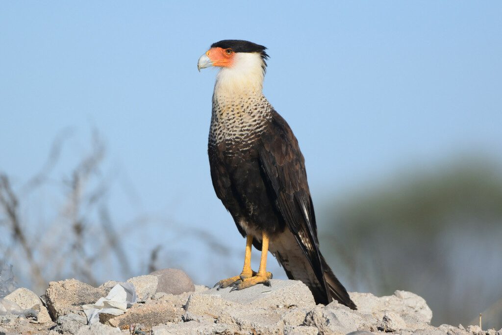 Southern Caracara reference
