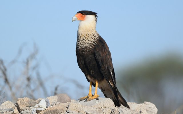 Crested Caracara reference