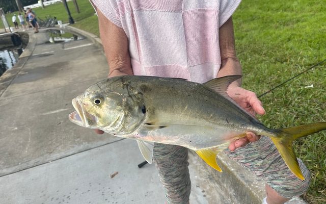 Crevalle Jack reference