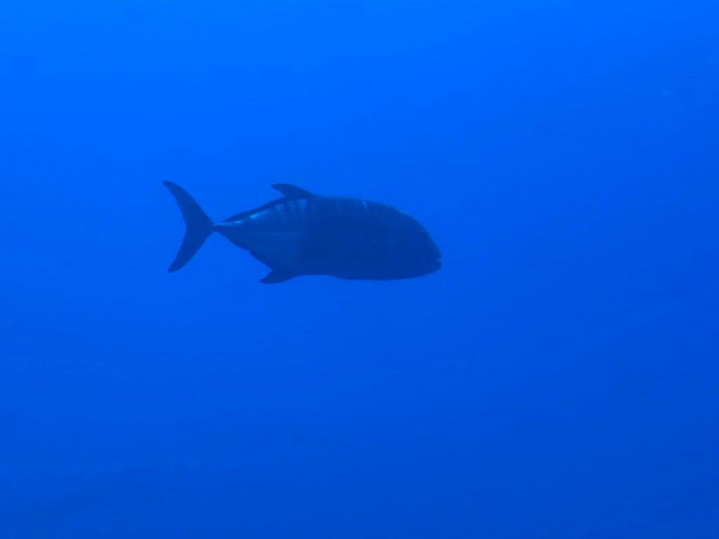 Caranx ignobilis reference