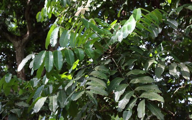 Crabwood reference