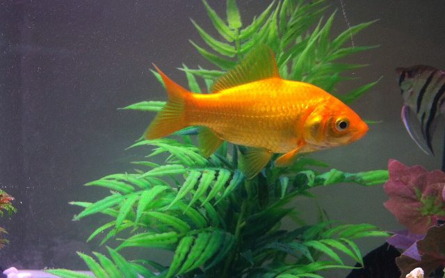 Goldfish reference