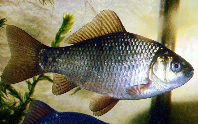 Crucian Carp reference