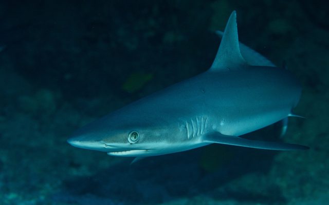 Grey Reef Shark reference