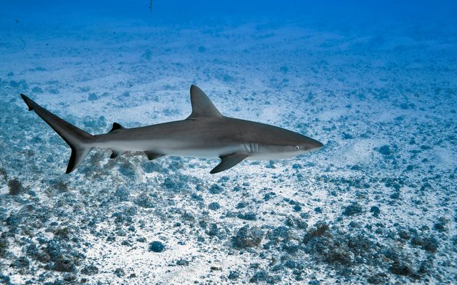 Galapagos Shark reference