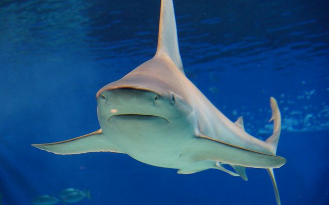 Bull Shark reference