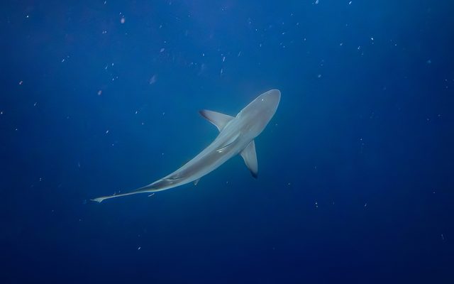 Blacktip Shark reference