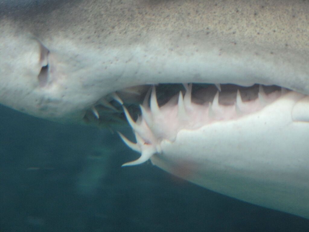 Sand Tiger Shark reference