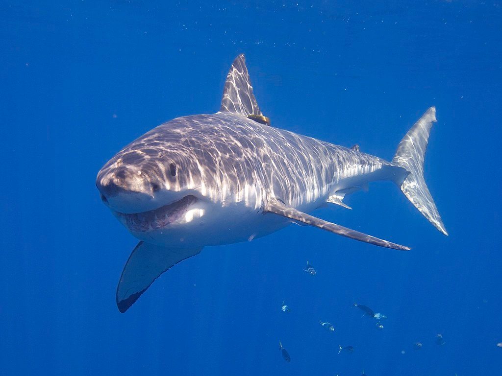 Great White Shark reference