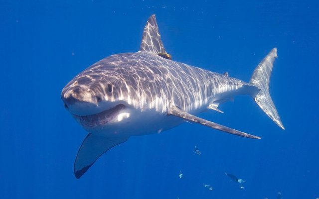 Great White Shark reference