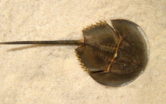 Mangrove Horseshoe Crab reference