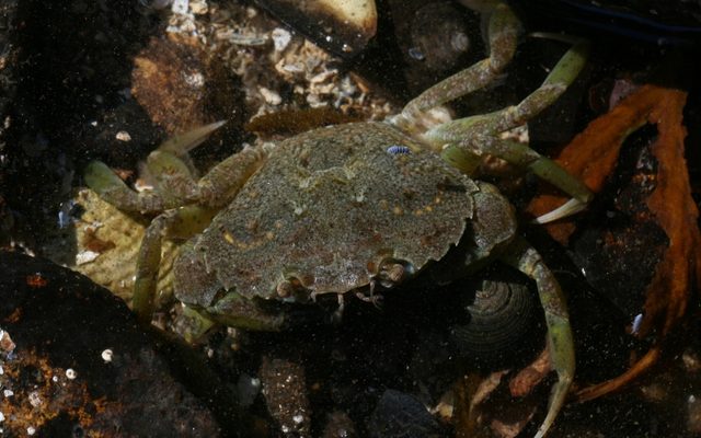 European Green Crab reference