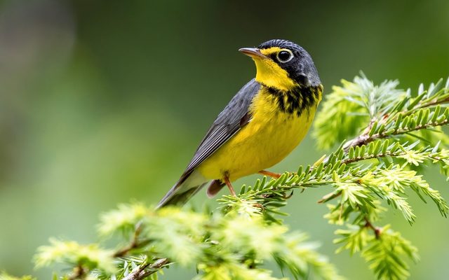 Canada Warbler reference