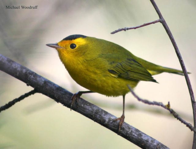 Wilson's Warbler reference