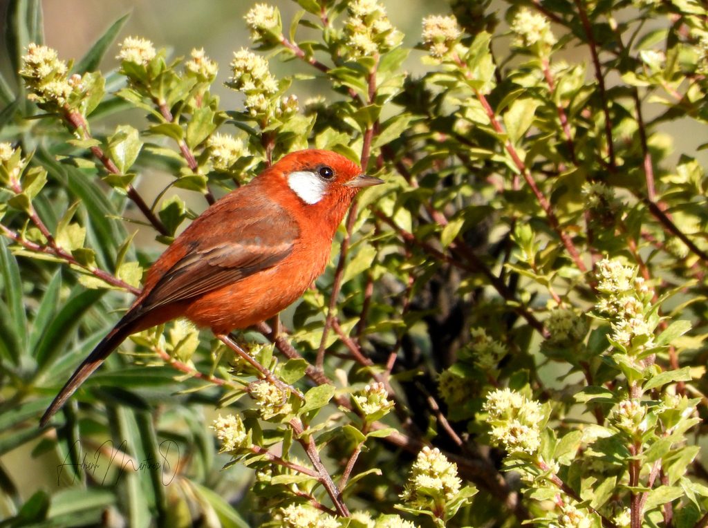 Red Warbler reference