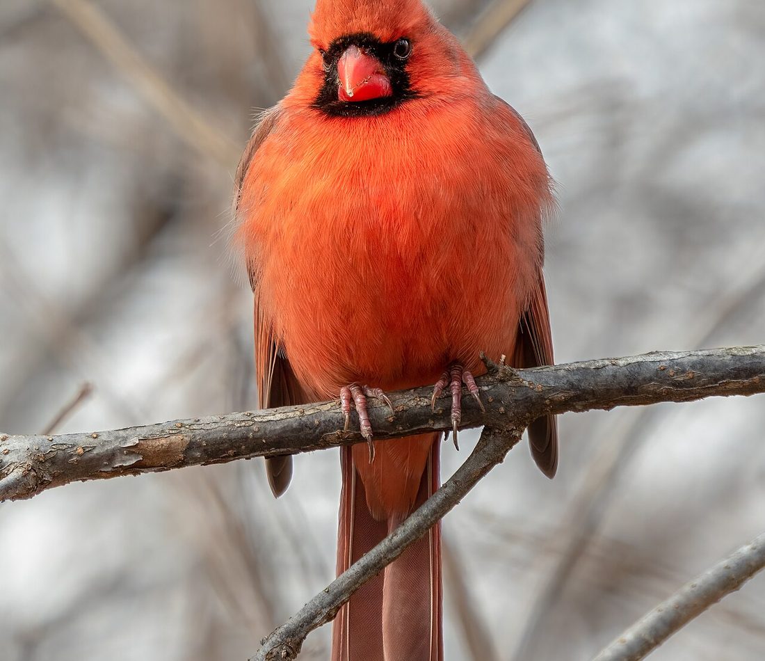 Northern Cardinal reference
