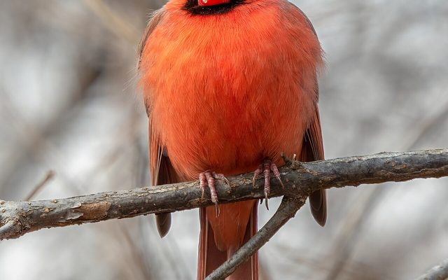 Northern Cardinal reference
