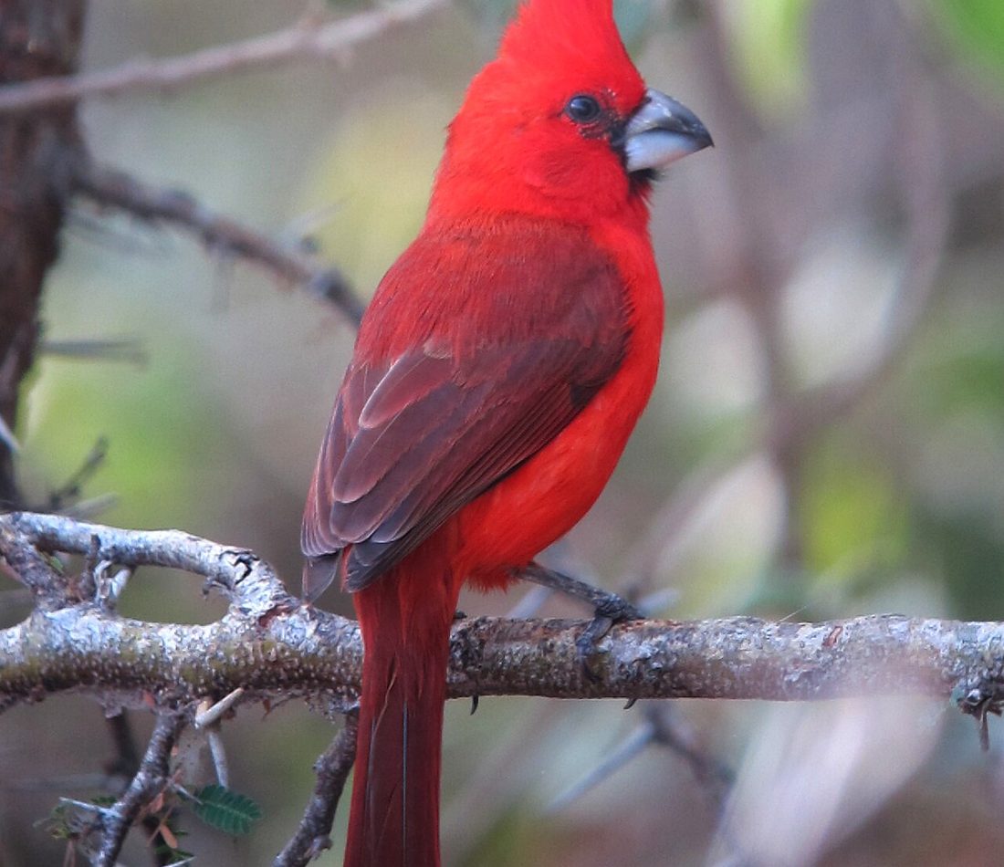 Vermilion Cardinal reference