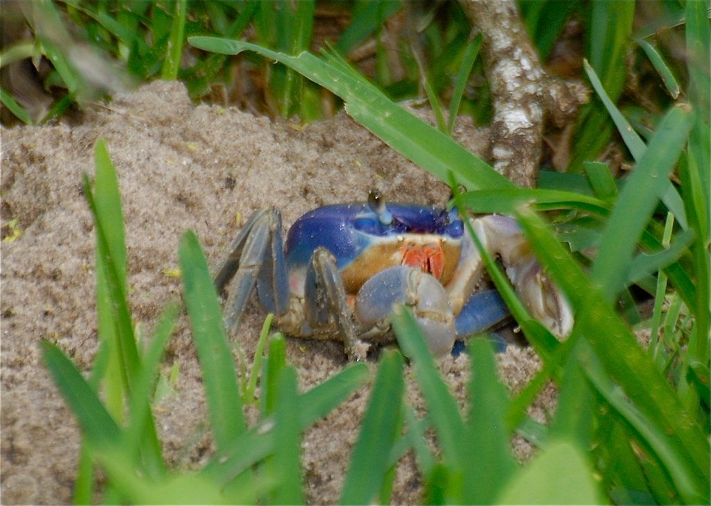 Great Land Crab reference