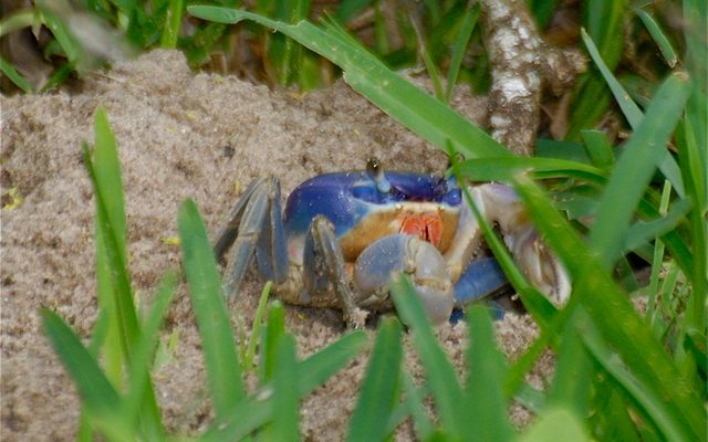 Blue Land Crab reference