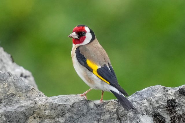 European Goldfinch reference