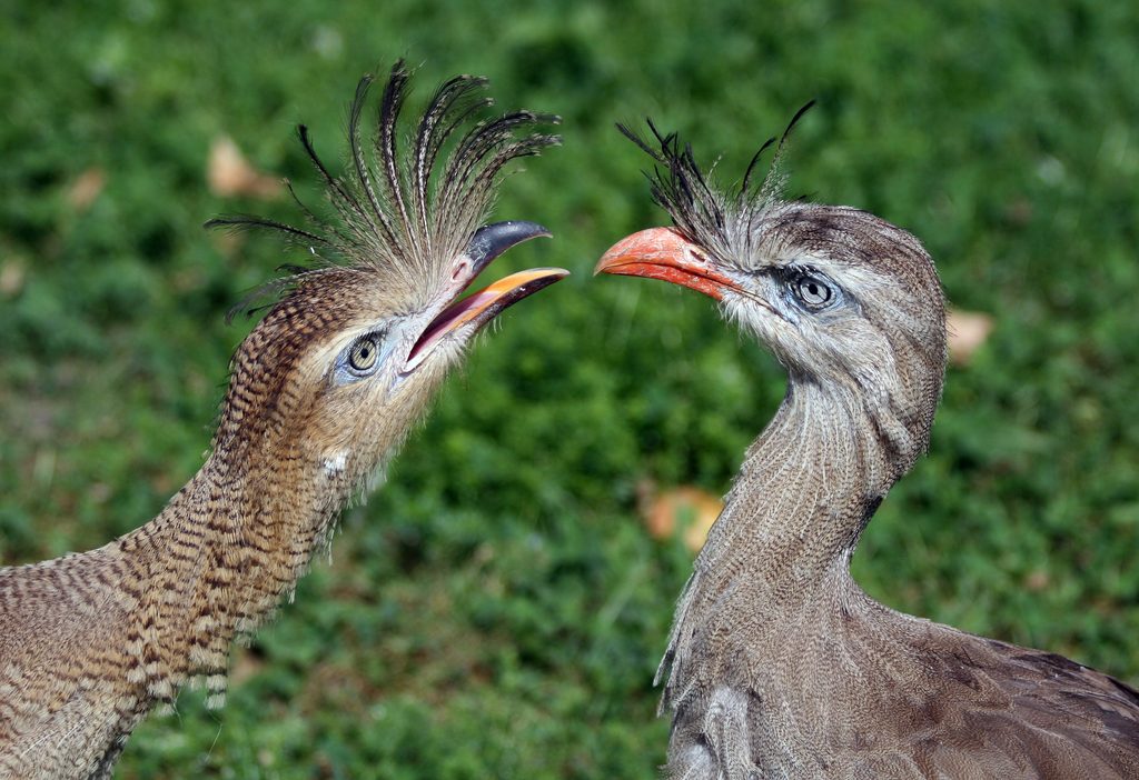 Red-legged Seriema reference