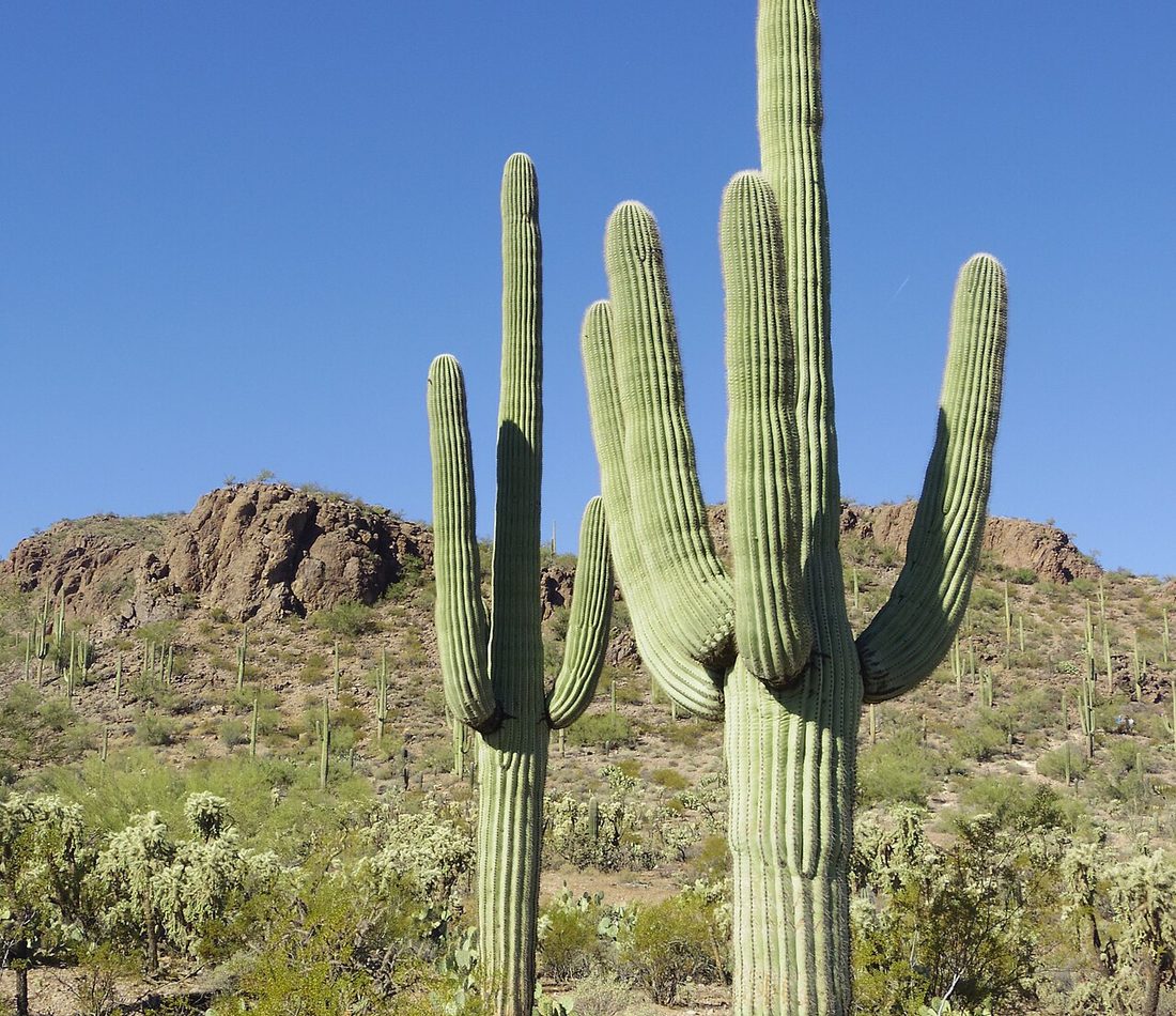 Saguaro reference