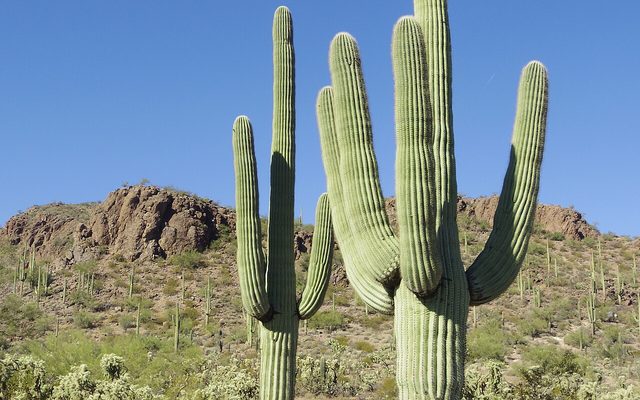 Saguaro reference