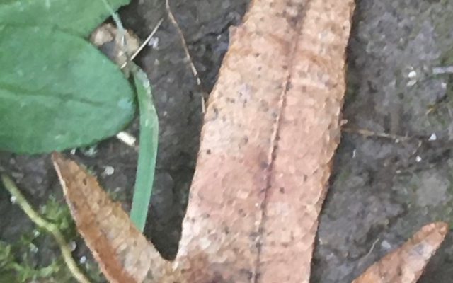 European Hornbeam reference