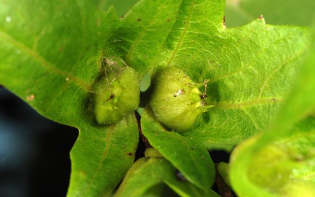 American Hornbeam reference