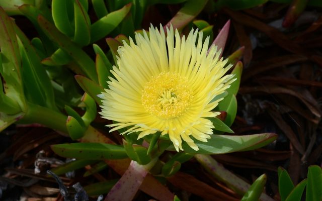 Ice Plant reference