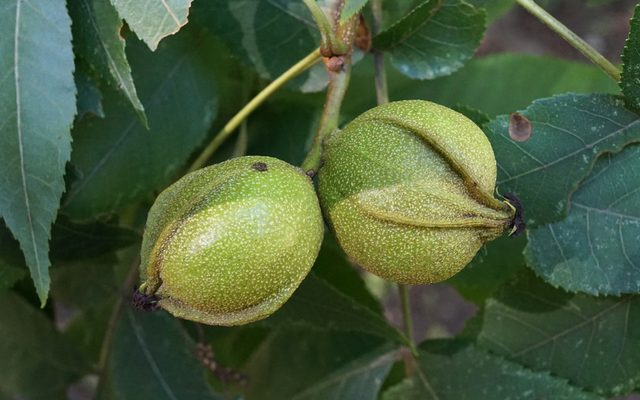 Bitternut Hickory reference