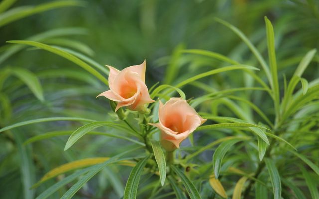 Yellow Oleander reference