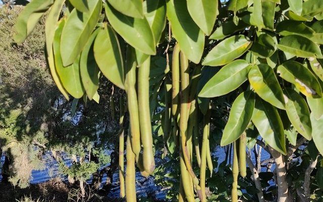 Golden Shower Tree reference