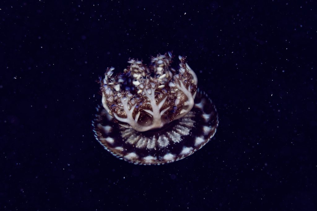 Upside-down Jellyfish reference