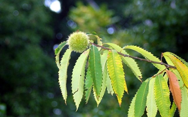 American Chestnut reference
