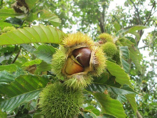 Chinese chestnut reference