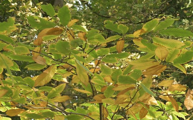European Chestnut reference