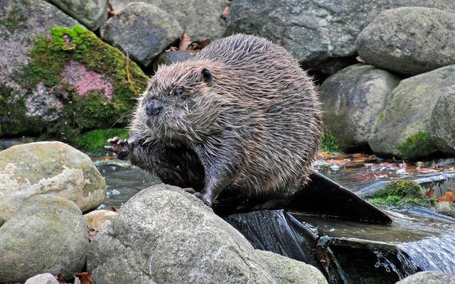 North American Beaver reference