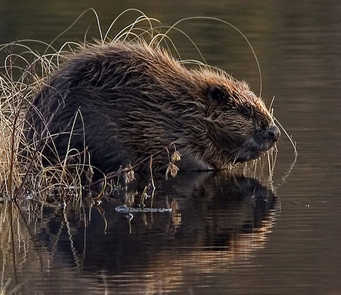 Eurasian Beaver reference