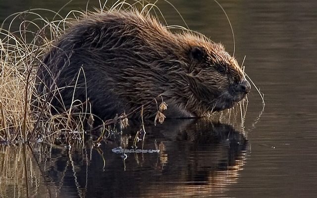 Eurasian Beaver reference