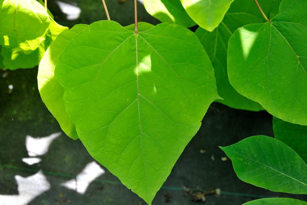 southern catalpa reference
