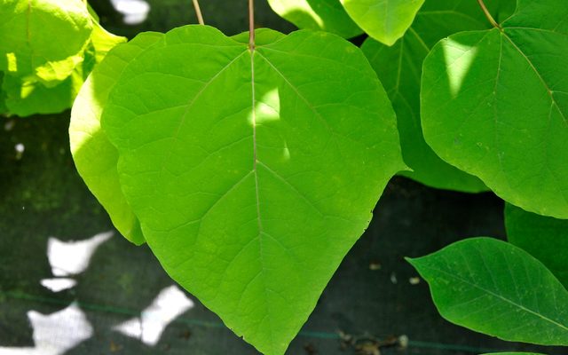 Southern Catalpa reference