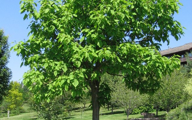 Northern Catalpa reference