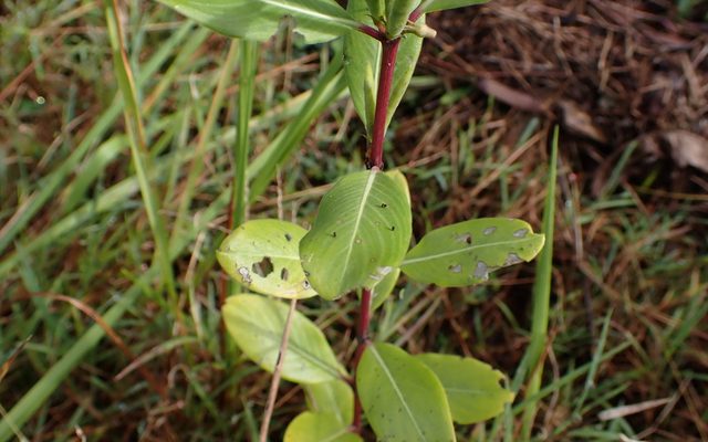 Madagascar Periwinkle reference